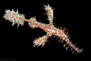ghostpipefish (Gangga island) by Mathieu Foulquié 